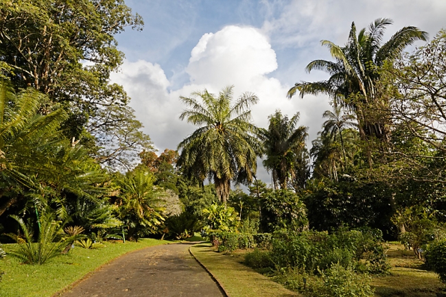 Kandy-Botanical garden-022